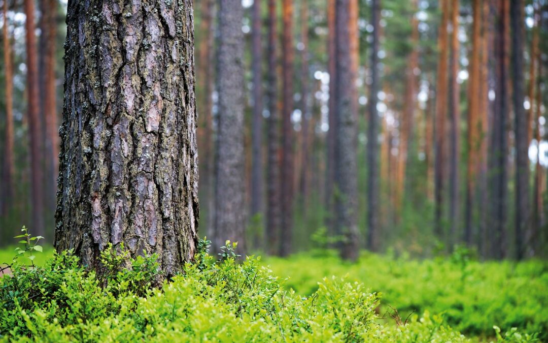 Hakkuunäytös Kaustisella ja Merijärvellä