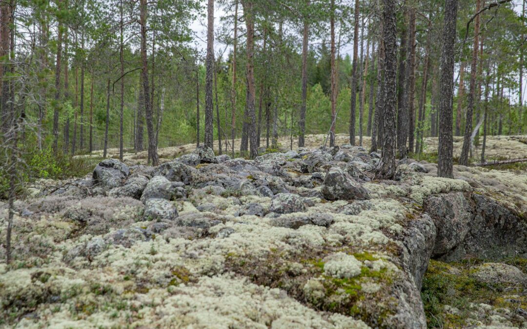 Vaativien kohteiden hakkuut huolella ja ammattitaidolla