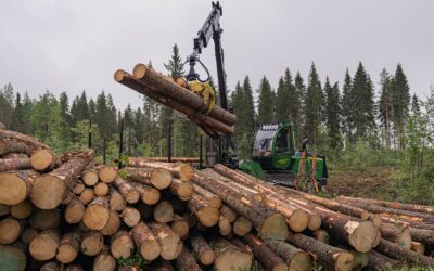 Taimikonhoitotöillä iso vaikutus tukkipuukertymään – ja siten metsänomistajan tilipussiin